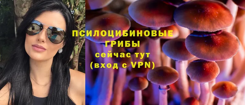 Галлюциногенные грибы Psilocybine cubensis  продажа наркотиков  Морозовск 